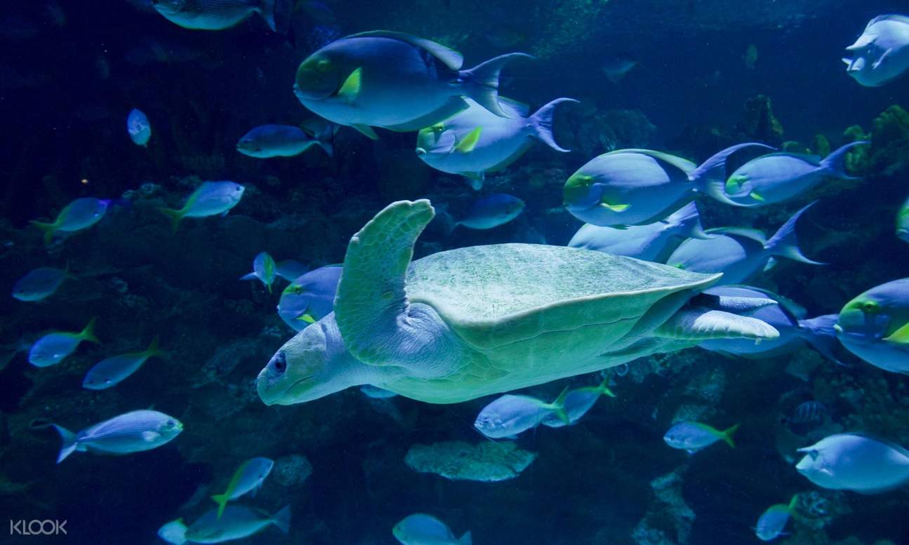 Cage Rage Experience by Aquaria KLCC in Kuala Lumpur, Malaysia Klook